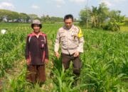 Bhabinkamtibmas Desa Jagaraga Dorong Petani Manfaatkan Lahan untuk Ketahanan Pangan