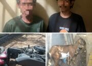Kapolsek Soromandi Pimpin Penangkapan 2 dari 3 Sindikat Spesialis Pencurian Hewan Ternak