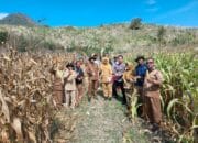 Bhabinkamtibmas dan Pemerintah Desa Panen Jagung Bersama Masyarakat Bersinergi Dukung Ketahanan Pangan