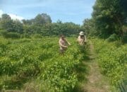 Bhabinkamtibmas Desa Rhee Pantau Ketahanan Pangan, Jalin Kedekatan dengan Petan