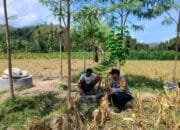 Bhabinkamtibmas Eyat Mayang Dukung Petani Jagung, Perkuat Ketahanan Pangan di Lembar