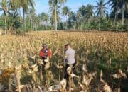 Panen Jagung di Dusun Lilin: Sinergi Petani dan Bhabinkamtibmas Gerung