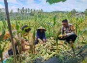 Sinergi Polisi dan Petani: Panen Jagung Dusun Jelateng Baru Dukung Ketahanan Pangan Lombok Barat