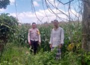 Polsek Kuripan Gencarkan Program Ketahanan Pangan di Desa Jagaraga, Lombok Barat