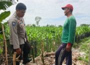 Sinergi Polsek Kediri dan Petani Banyumulek Perkuat Program Ketahanan Pangan