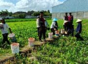 Polres Lombok Barat Dukung Swasembada Pangan Lewat Patroli Jagung di Desa Gerung