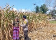 Bhabinkamtibmas Desa Kempo Lakukan Pemantauan tanaman jagung warga binaan.