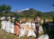 Bhabinkamtibmas Seteluk Tengah Dampingi Petani Panen Jagung, Hasil Capai 16 Ton