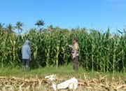 Pantau Tanaman Jagung, Bhabinkamtibmas Kec. Buer Sumbawa Dukung Ketahanan Pangan