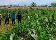 Kapolsek Dompu Lakukan Pengecekan Tanaman Jagung Program Ketahanan Pangan di Desa O’o