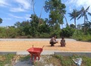 Bhabinkamtibmas Sorinomo Dukung Ketahanan Pangan, Pantau Langsung Panen Jagung Warga