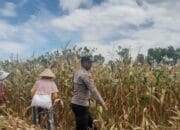 Bhabinkamtibmas desa daha dukung program ketahanan pangan, tinjau lahan warga di dusun daha barat