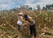 Bhabinkamtibmas desa daha dukung program ketahanan pangan, tinjau lahan warga di dusun daha barat