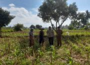 Bhabinkamtibmas dan PPL Desa Gelogor Dukung Petani Jagung Jaga Ketahanan Pangan Lombok Barat