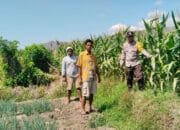 Bhanbinkamtibmas Desa Mumbu pantau tanaman jagung milik warga binaan dalam rangka dukungan terhadap program ketahanan pangan nasional menuju indonesia emas 2045