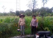 Ketahanan Pangan Desa Jagaraga: Peran Bhabinkamtibmas Dorong Produktivitas Lahan