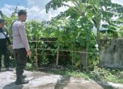 Pekarangan Produktif di Desa Perampuan: Langkah Bhabinkamtibmas Labuapi Wujudkan Kemandirian Pangan