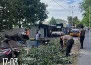 Polres Sumbawa Turun Tangan Atasi Pohon Tumbang di Brang Biji