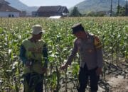 Dekat Dengan Warga, Bahbinkamtibmas Dampingi Warga Binaan Rawat Jagung Manis: Wujud Nyata Polri Peduli Ketahanan Pangan