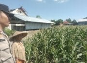 Bhabinkamtibmas Labuapi Dorong Petani Optimalkan Lahan Kosong untuk Ketahanan Pangan
