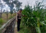 Ketahanan Pangan Dimulai dari Desa: Inisiatif Bhabinkamtibmas di Terong Tawah, Labuapi