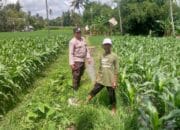 Polres Lombok Barat Gerakkan Warga Desa Jagaraga Menanam Jagung