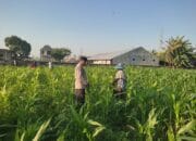 Bhabinkamtibmas Desa Kuranji Dorong Warga Manfaatkan Lahan Kosong untuk Ketahanan Pangan