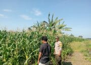 Polsek Pekat Dukung Ketahanan Pangan, Bhabinkamtibmas Dampingi Petani Jagung di Nangakara