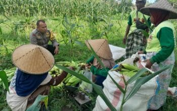 Panen Jagung Dusun Jerneng: Polsek Labuapi Dorong Swasembada Pangan Lokal