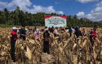 Panen Raya Jagung di Desa Pelangan, Polsek Sekotong Perkuat Ketahanan Pangan