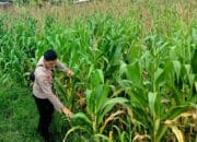 Bhabinkamtibmas Kuripan Selatan Ajak Petani Jagung Jual Hasil Panen ke Bulog