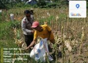 Bhabinkamtibmas Desa Gumantar Dampingi Panen Jagung Lanjutan Kuartal III Sebagai Wujud Dukungan Program Ketahanan Pangan