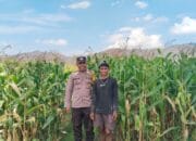Polsek Woja Bhabinkamtibmas Desa Mumbu Dukung Ketahanan Pangan Lewat Pemantauan Lahan Jagung Warga