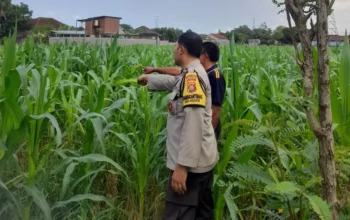 Lombok Barat, NTB – Komitmen Kepolisian Negara Republik Indonesia (Polri) dalam mendukung program ketahanan pangan nasional terus diwujudkan hingga ke tingkat desa. Di wilayah hukum Polres Lombok Barat, upaya nyata ini ditunjukkan melalui peran aktif Bhabinkamtibmas yang intensif mendampingi para petani. Salah satunya adalah kegiatan sambang yang dilakukan oleh Bhabinkamtibmas Desa Gelogor, Aipda Ahyar Haryanto, di Dusun Gelogor Selatan pada hari Rabu, 8 Oktober 2025. Sejak pukul 09.25 Wita, Aipda Ahyar Haryanto telah berada di tengah-tengah warga dan lahan pertanian, khususnya tanaman jagung, yang menjadi komoditas unggulan di daerah tersebut. Kegiatan ini tidak hanya sebatas kunjungan rutin, melainkan merupakan perwujudan sinergi antara aparat keamanan dengan masyarakat dalam menjamin ketersediaan pangan di tingkat lokal. Motivasi dan Pendampingan Langsung di Lahan Pertanian Dalam kunjungannya, Aipda Ahyar Haryanto berinteraksi langsung dengan para petani, melihat dari dekat kondisi tanaman jagung mereka, serta mendengarkan aspirasi dan kendala yang dihadapi. Kehadiran Bhabinkamtibmas di tengah areal persawahan ini memiliki nilai strategis ganda, yaitu menjaga keamanan dan ketertiban masyarakat (Kamtibmas) sekaligus memberikan motivasi dan dukungan moril dalam meningkatkan hasil panen. Petani di Dusun Gelogor Selatan menyambut baik kehadiran Aipda Ahyar Haryanto. Mereka merasa diperhatikan dan mendapatkan suntikan semangat untuk lebih giat dalam mengelola lahan. Tanaman jagung yang menjadi fokus sambang kali ini diharapkan dapat berkontribusi signifikan terhadap pasokan pangan, baik untuk kebutuhan lokal maupun nasional. Polri Dorong Peningkatan Semangat Bertani Warga Peran Bhabinkamtibmas dalam program ketahanan pangan merupakan bagian integral dari tugas tambahan Polri. Mereka berfungsi sebagai jembatan komunikasi yang efektif antara program-program pemerintah di sektor pertanian dengan implementasinya di masyarakat petani. Hal ini sejalan dengan arahan pimpinan Polri untuk menjadikan personel di lapangan sebagai motor penggerak pembangunan dan kesejahteraan masyarakat. Kepala Bagian Sumber Daya Manusia (Kabag SDM) Polres Lombok Barat, AKP Taufik Hidayat, S.H., menegaskan bahwa dukungan terhadap sektor pertanian adalah prioritas. Beliau menyoroti pentingnya peran Bhabinkamtibmas sebagai ujung tombak dalam mencapai sasaran ketahanan pangan. “Kami dari Polres Lombok Barat sangat serius mendukung program pemerintah di bidang ketahanan pangan. Kehadiran Bhabinkamtibmas seperti Aipda Ahyar Haryanto di Desa Gelogor adalah bukti nyata komitmen kami,” ujar AKP Taufik Hidayat, S.H. Beliau melanjutkan, “Kami berharap para petani di Gelogor, khususnya yang membudidayakan jagung, terus semangat dan konsisten dalam merawat tanamannya. Aipda Ahyar Haryanto bertugas untuk memotivasi mereka agar lebih giat dalam bertani, karena keberhasilan pertanian adalah fondasi utama dari ketahanan pangan daerah kita.” Kontribusi Jagung dalam Mewujudkan Swasembada Pangan Komoditas jagung memiliki peran vital sebagai salah satu penopang utama kebutuhan pangan dan pakan di Indonesia. Peningkatan produksi jagung di daerah seperti Gelogor, Lombok Barat, secara langsung akan memperkuat swasembada pangan nasional dan stabilitas harga komoditas. Melalui kegiatan sambang ini, Bhabinkamtibmas juga menyampaikan pesan-pesan yang bersifat edukatif. Selain memberikan dorongan, mereka turut mengingatkan petani mengenai pentingnya pola tanam yang efisien, penggunaan bibit unggul, serta upaya pencegahan gangguan keamanan di lahan pertanian. Kolaborasi dengan instansi terkait, seperti Penyuluh Pertanian Lapangan (PPL), akan terus diperkuat untuk memberikan bimbingan teknis yang optimal kepada warga. Dengan sinergi yang kuat antara Polri, khususnya Bhabinkamtibmas, dan seluruh elemen masyarakat petani, diharapkan Desa Gelogor dapat menjadi contoh keberhasilan dalam mewujudkan masyarakat yang mandiri secara pangan, sehat, dan sejahtera. Keaktifan Aipda Ahyar Haryanto dalam mendampingi petani menjadi cerminan bahwa aparat keamanan tidak hanya bertugas menjaga keamanan, tetapi juga menjadi mitra strategis dalam upaya meningkatkan kesejahteraan dan ketahanan pangan bangsa.