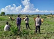 dukung program pemerintah di bidang kesehatan dan ketertiban hewan, Bhabinkamtibmas Desa Talonang laksanakan pendampingan kegiatan vaksinasi dan registrasi hewan ternak