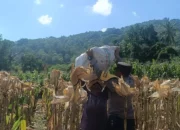 Bhabinkamtibmas Dampingi Panen Jagung, Petani Babussalam Merasa Dilindungi