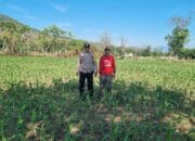 Bhabinkamtibmas Polsek Kilo Dampingi Petani Jagung Dukung Ketahanan Pangan Nasional
