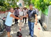 Tanpa Kompromi, Polsek Bolo Grebek Arena Judi Sabung Ayam dan dua Ekor Ayam Aduan di Potong