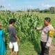 Bhabinkamtibmas Desa Cempi Jaya Dampingi Petani Jagung, Wujudkan Ketahanan Pangan Nasional Menuju Indonesia Emas 2045