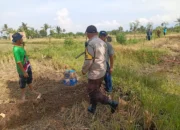 Bhabinkamtibmas Dampingi Petani Jagung Manis di Lombok Barat