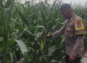 Bhabinkamtibmas Dampingi Petani Jagung di Lombok Barat, Hasilnya Mengejutkan