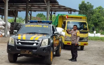 Jagung Petani Gerung Lolos Standar Bulog, Harga Aman dan Stabil