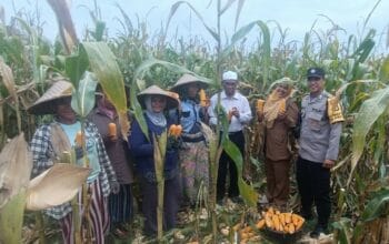 Panen Jagung di Babussalam, Polri Jadi Sahabat Petani Lombok Barat