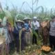Bhabinkamtibmas Gerung Kawal Panen Jagung, Petani Sumringah!