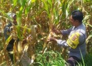 Jaga Stabilitas Pangan, Polri Edukasi Pemanfaatan Lahan