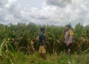 Sinergi Polri dan Warga Wujudkan Kemandirian Pangan di Lombok Barat