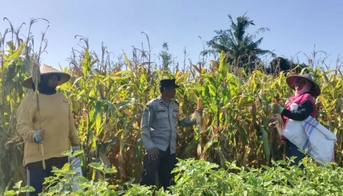 Panen Jagung P27 di Beleka Berjalan Sukses, Polisi Turun Langsung Kawal Petani