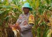 Bhabinkamtibmas Desa Beleka Dampingi Petani Serahkan Hasil Panen ke Bulog