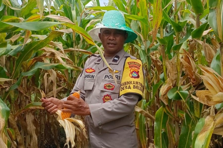 Bhabinkamtibmas Desa Beleka Dampingi Petani Serahkan Hasil Panen ke Bulog