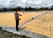 Sinergi Polri dan Bulog Jamin Harga Jual Jagung Petani Lombok Barat